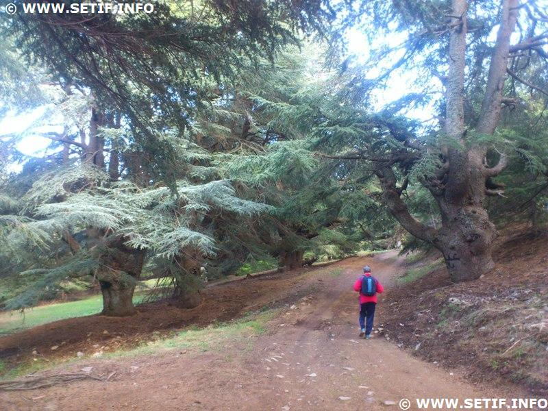 Au sein de la foret de Babor en Algérie