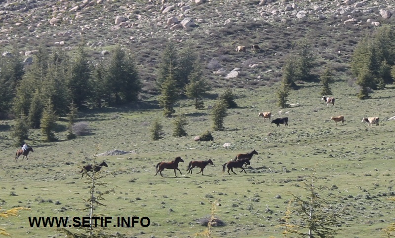 Paysage du Mont Megres Sétif